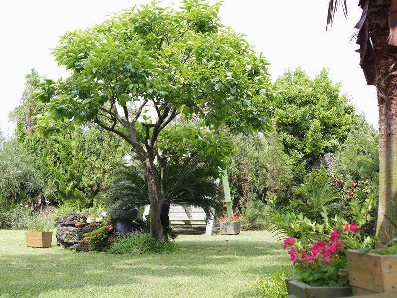 Namu Hyanggi Pension Jeju Buitenkant foto